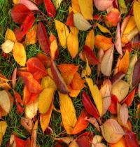 Zamob Autumn Leaves
