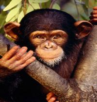 Zamob baby chimpanzee on bough