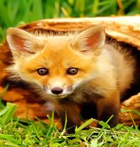 Zamob baby fox 1