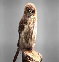 Zamob Baby Owl 02