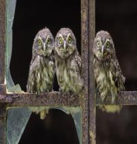 Zamob baby owls