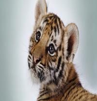Zamob Baby Tiger