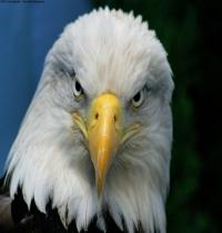 Zamob Bald Eagle