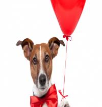 Zamob Balloon Dog Red Heart