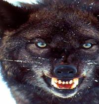 Zamob barbarian black wolf