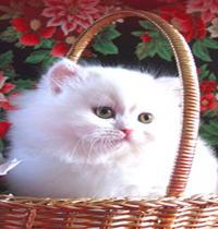 Zamob basket cat