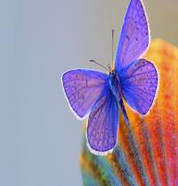 Zamob Beautiful Butterfly