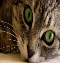 Zamob Beautiful Cat With Green Eyes
