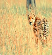 Zamob Beautiful Cheetah
