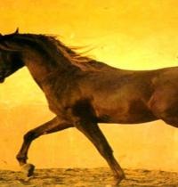 Zamob beautiful horse