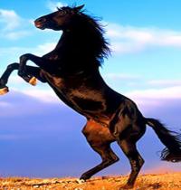 Zamob beautiful horse 1