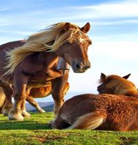 Zamob beautiful horses