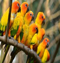 Zamob Beautiful Parrots Trunk
