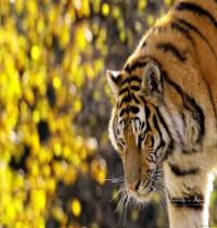 Zamob Beautiful Tiger