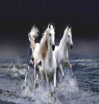 Zamob Beautiful White Horses