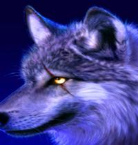 Zamob beautiful wolf 2
