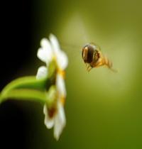 Zamob Bee On Flower