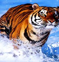Zamob bengal tiger