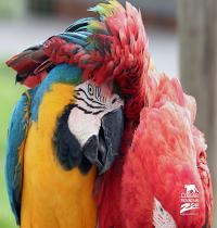 Zamob Best Friends Macaws