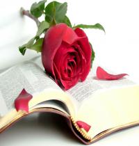 Zamob Bible Rose