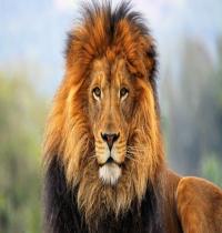 Zamob Big Cats Lions