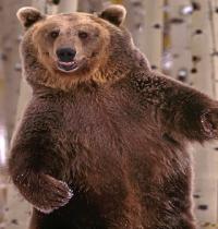 Zamob big forest bear