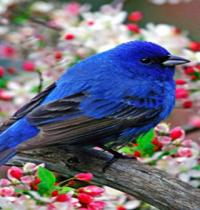 Zamob Bird Blue Flow