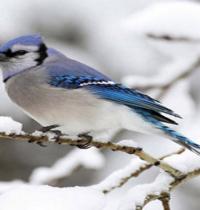 Zamob Bird Blue tree