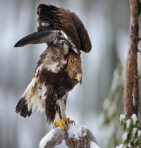 Zamob Bird Eagle Winter