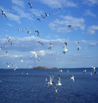 Zamob Birds on Sea