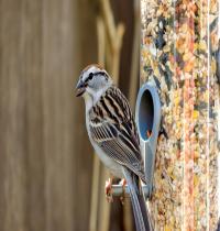 Zamob Bird Sparrow