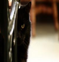 Zamob Black Cat