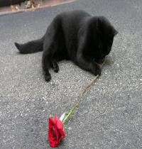 Zamob black cat and rose