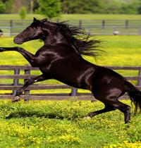 Zamob black horse