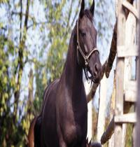 Zamob Black Horse 02