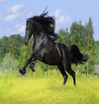 Zamob Black Horse Galloping