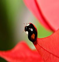 Zamob Black Ladybug
