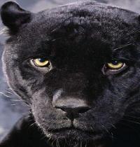 Zamob Black Panther