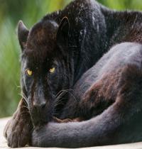 Zamob Black Panther Cat