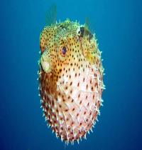 Zamob Blowfish