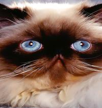 Zamob blue bead cat