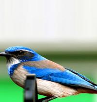 Zamob blue bird