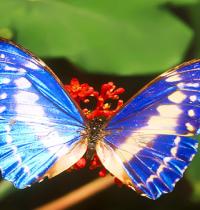 Zamob blue butterfly