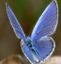Zamob Blue Butterfly 01