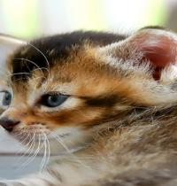 Zamob blue eyed kitten