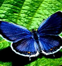 Zamob blue fly