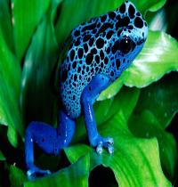 Zamob blue frog