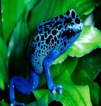 Zamob Blue Frog On Leaf