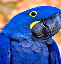 Zamob blue parrot