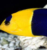 Zamob blue yellow interesting fish